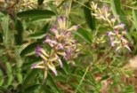 Plantele medicinale contraindicate in timpul sarcinii