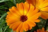 Plante medicinale pentru stimularea fertilitatii
